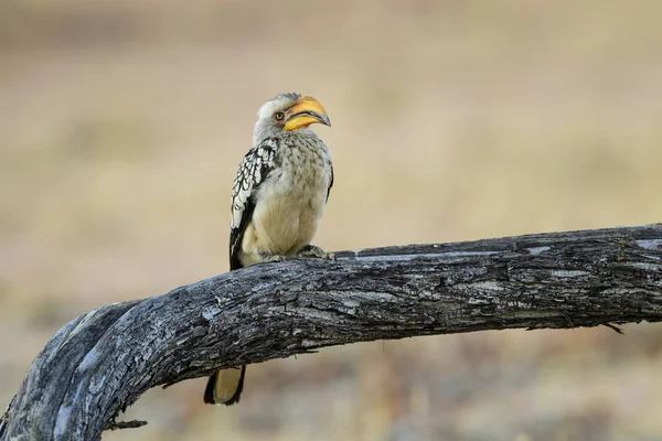 Sydlig Gulnäbbad Hornbill Tockus Leucomelas Vacker Färgglad Stor Fågel Från — Stockfoto