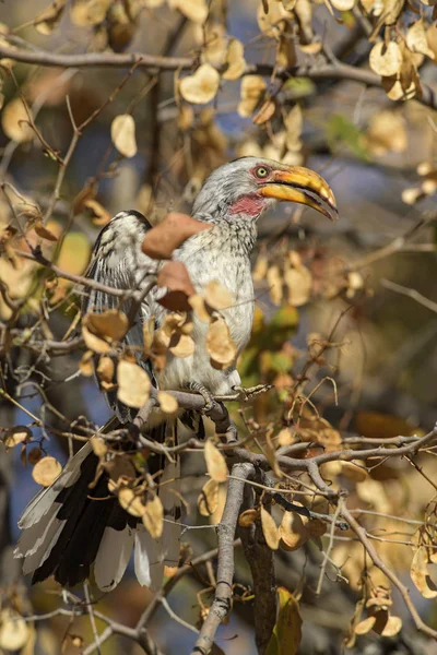 Southern Yellow Billed Hornbill Tockus Leucomelas Beautiful Colorful Large Bird — Stock Photo, Image