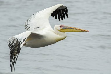 Büyük Beyaz Pelikan - Pelecanus onocrotalus, Afrika kıyılarından büyük beyaz deniz kuşu, Walvis Bay, Namibya.