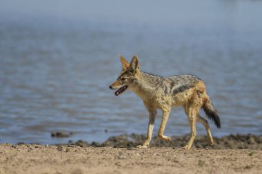 Kara sırtlı çakal - Canis mesomelas, güzel etobur Afrika çalılar, çöller ve otlaklar, etkin Milli Parkı, Namibya