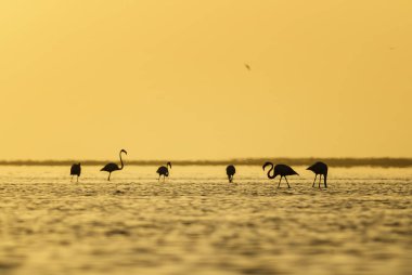 Büyük Flamingo - Phoenicopterus çevresi, güzel su kuşu, Walvis Bay, Namibya, Güney Afrika deniz kıyıdan.