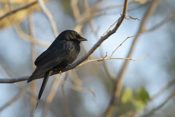 Fork Tailed Drongo Dicrurus Adsimilis Beautiful Black Long Tailed Perching — Stock Photo, Image