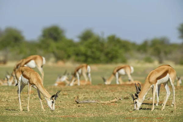 Springbok Antidorcas Marsupialis Dél Afrikai Bokrok Síkság Etosha Nemzeti Park — Stock Fotó