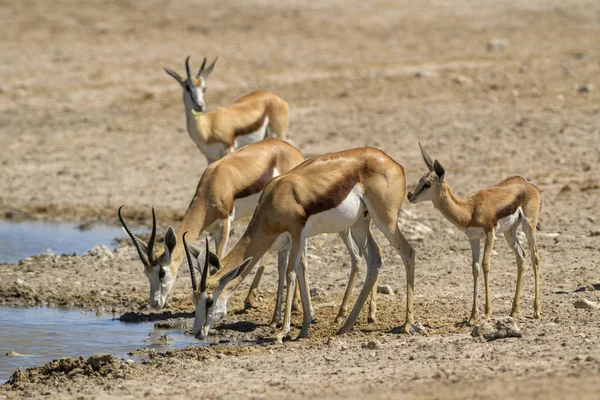 Springbok Antidorcas Marsupialis Dél Afrikai Bokrok Síkság Etosha Nemzeti Park — Stock Fotó