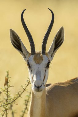 Springbok - Antidorcas marsupialis, Güney Afrika çalılar ve ovaları, etkin Milli Parkı, Namibya üzerinden güzel ikonik antelop.