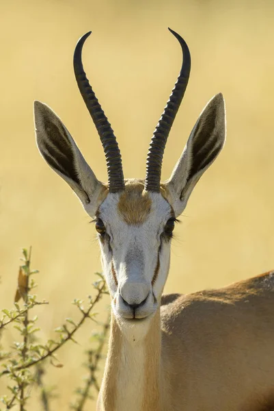 Springbok Antidorcas Marsupialis Belíssima Antelop Icônica Dos Arbustos Planícies África — Fotografia de Stock