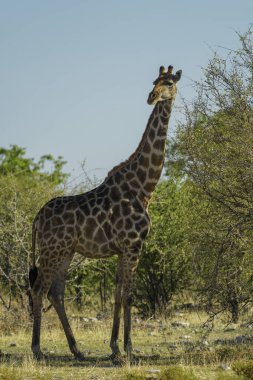 Zürafa-Giraffa Giraffa, Etosha Milli Parkı 'nda Safari, Namibya, Afrika. Afrikalı büyük beş sevimli üyesi.
