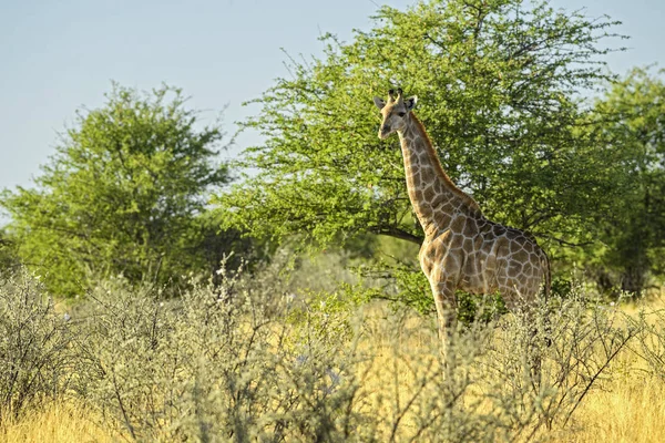 Giraffe Giraffa Giraffa Safari Etosha National Park Namibië Afrika Schattig — Stockfoto