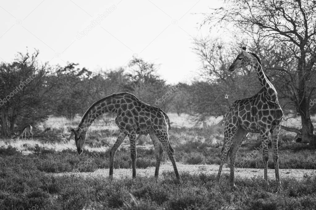 Giraffe - Giraffa giraffa, safari in Etosha National Park, Namibia, Africa. Cute member of African big five.