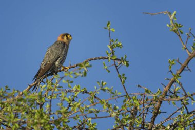 Kırmızı yaka Falcon-Falco chicquera, Afrika çalılar ve savannas güzel küçük Falcon, Etosha Milli Parkı, Namibya.