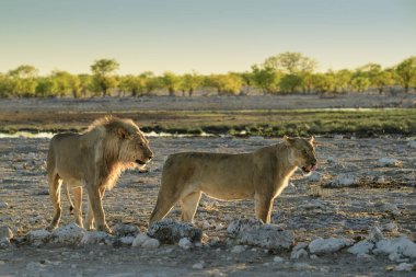 Aslan - Panthera Leo, Afrika savanalarından ikonik hayvan, Etosha Ulusal Parkı, Namibya.