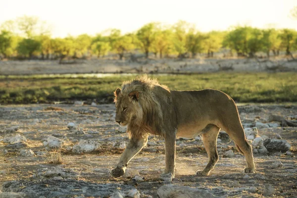 Aslan - Panthera Leo, Afrika savanalarından ikonik hayvan, Etosha Ulusal Parkı, Namibya.