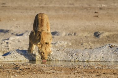 Aslan - Panthera Leo, Afrika savanalarından ikonik hayvan, Etosha Ulusal Parkı, Namibya.