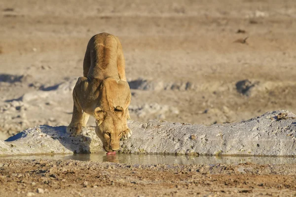 Oroszlán Panthera Leo Ikonikus Afrikai Szavannai Állat Etosha Nemzeti Park — Stock Fotó
