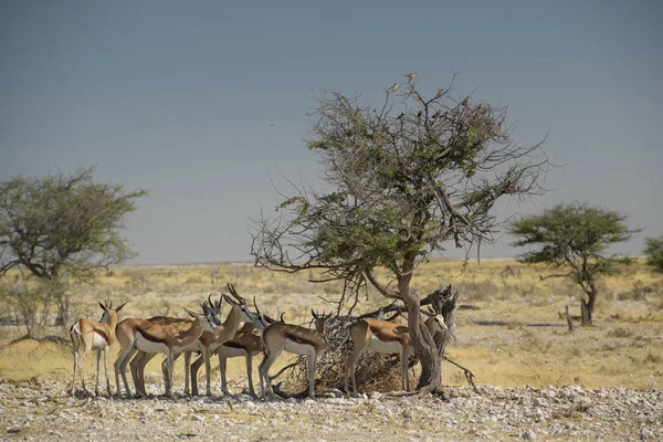 スプリングボック Antidorcas Marsupialis 南部アフリカの茂みや平野 エトーシャ国立公園 ナミビアから美しい象徴的な Antelop — ストック写真