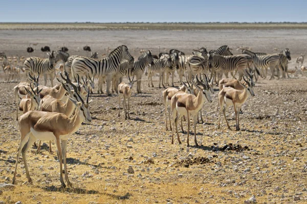 Springbok Antidorcas Marsupialis Hermoso Antílope Icónico Arbustos Llanuras Del Sur —  Fotos de Stock