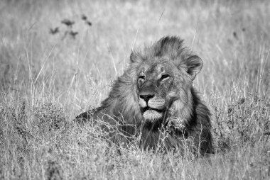 Aslan - Panthera Leo, Afrika savanalarından ikonik hayvan, Etosha Ulusal Parkı, Namibya.