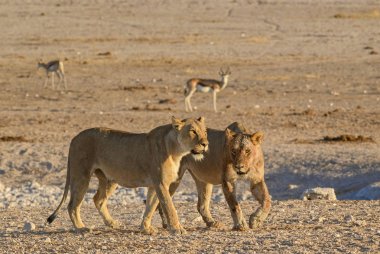 Aslan - Panthera Leo, Afrika savanalarından ikonik hayvan, Etosha Ulusal Parkı, Namibya.