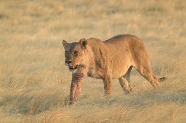 Aslan - Panthera Leo, Afrika savanalarından ikonik hayvan, Etosha Ulusal Parkı, Namibya.