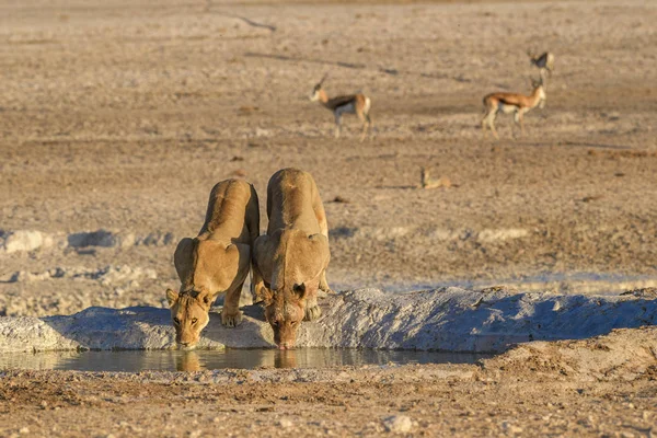 Oroszlán Panthera Leo Ikonikus Afrikai Szavannai Állat Etosha Nemzeti Park — Stock Fotó