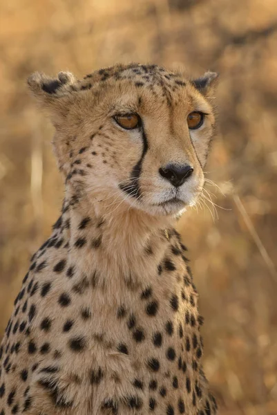 Guépard Acinonyx Jubatus Beaux Carnivores Des Buissons Savanes Africaines Namibie — Photo