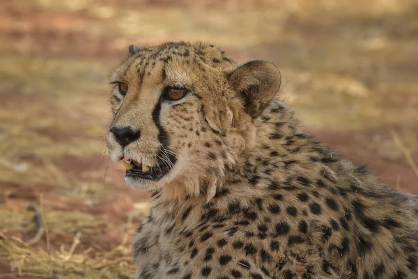 Guépard Acinonyx Jubatus Beaux Carnivores Des Buissons Savanes Africaines Namibie — Photo