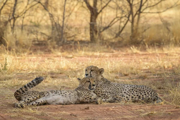 Gepard Acinonyx Jubatus Nádherné Masožravce Afrických Keřů Savannas Namibie — Stock fotografie