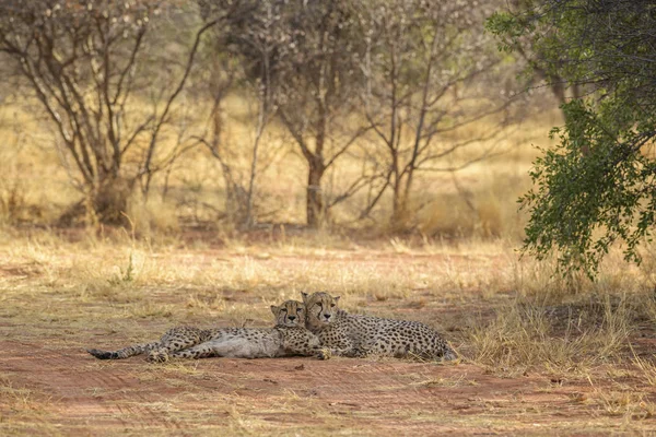 Cheetah Acinonyx Jubatus Beautiful Carnivores African Bushes Savannas Namibia — Stock Photo, Image
