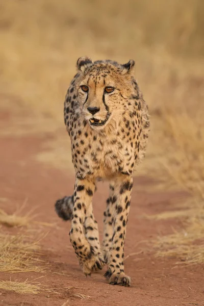 Cheetah Acinonyx Jubus Piękne Mięsoje Afrykańskich Krzewów Sawanny Namibia — Zdjęcie stockowe