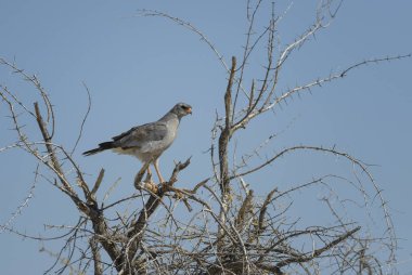 Soluk Chanting-goshawk - Melierax kanor, Afrika savana ve çalılar, Etosha Milli Parkı, Namibya gelen yırtıcı güzel gri kuş.