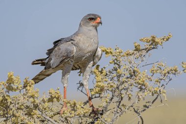 Pale Chanting-goshawk - Melierax canorus, beautiful gray bird of prey from African savannas and bushes, Etosha National Park, Namibia. clipart
