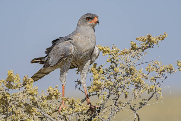 Pale Chanting-goshawk - Melierax canorus, beautiful gray bird of prey from African savannas and bushes, Etosha National Park, Namibia.