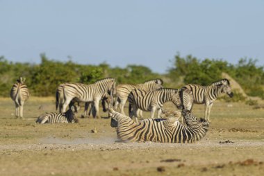 Zebra Ovası - Equus quagga, Afrika savanalarından, Etosha Ulusal Parkı, Namibya 'dan gelen hayvan gibi büyük popüler at