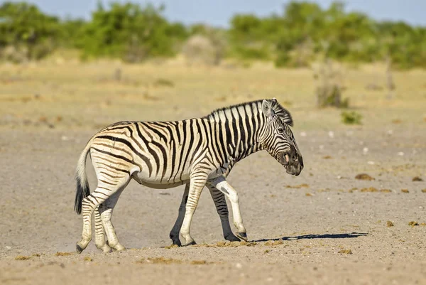 Llanuras Cebra Equus Quagga Gran Caballo Popular Como Animal Las —  Fotos de Stock