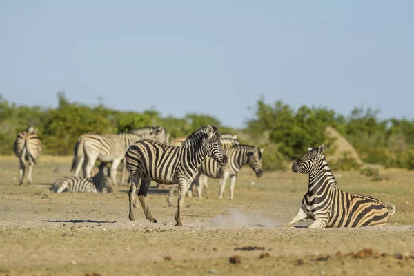 Plains Zebra Equus Quagga Large Popular Horse Animal African Savannas — Stock Photo, Image