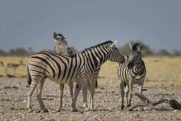 Plains Zebra Equus Quagga Nagy Népszerű Mint Állat Afrikai Szavannák — Stock Fotó