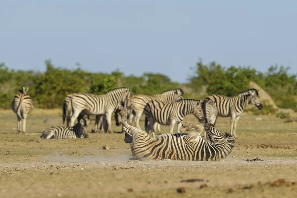 Plains Zebra Equus Quagga Nagy Népszerű Mint Állat Afrikai Szavannák — Stock Fotó