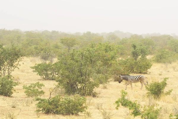 Zebra Ovası Equus Quagga Afrika Savanalarından Etosha Ulusal Parkı Namibya — Stok fotoğraf