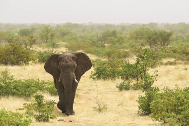 Afrika Bush Elephant - Loxodonta africana, Afrika büyük beş ikonik üyesi, Safari Etosha, Namibya.
