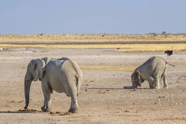 非洲布什大象 洛索多塔非洲 非洲五大的标志性成员 在埃托沙 纳米比亚野生动物园 — 图库照片