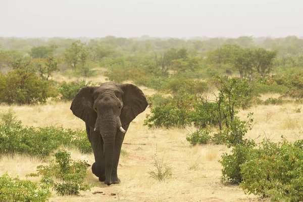 Африканський Кущ Слона Локнонота Африка Знакових Член Африканських Великих Яти — стокове фото