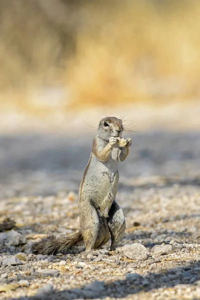 Cape Ground Squirrel - Xerus inauris, beautiful ground squirrel from southern African savannas and bushes, Etosha National Park, Namibia, Africa.