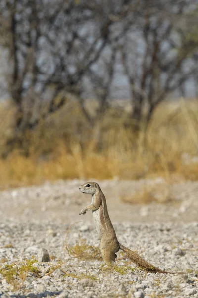 Cape Ground Squirrel - Xerus inauris, beautiful ground squirrel from southern African savannas and bushes, Etosha National Park, Namibia, Africa.