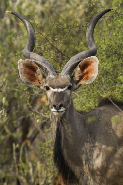 Büyük Kudu - Tragelaphus strepsiceros, Afrika savanalarından büyük çizgili antilop, Etosha Ulusal Parkı, Namibya