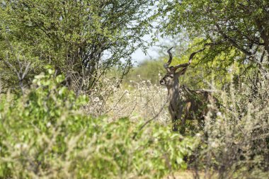 Büyük Kudu - Tragelaphus strepsiceros, Afrika savanalarından büyük çizgili antilop, Etosha Ulusal Parkı, Namibya