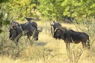 Ortak Antilop - Connochaetes taurinus, Afrika savana ve otlaklar, Etosha Milli Parkı, Namibya ortak antilop.