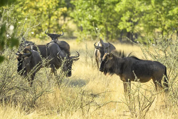 Common Wildebeest Connochaetes Taurinus Общий Антилопа Африканских Саванн Лугов Национальный — стоковое фото