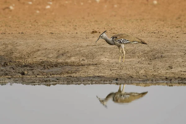 Kori Túzok Ardeotis Kori Nagy Föld Madár Afrikai Szavannas Etosha — Stock Fotó