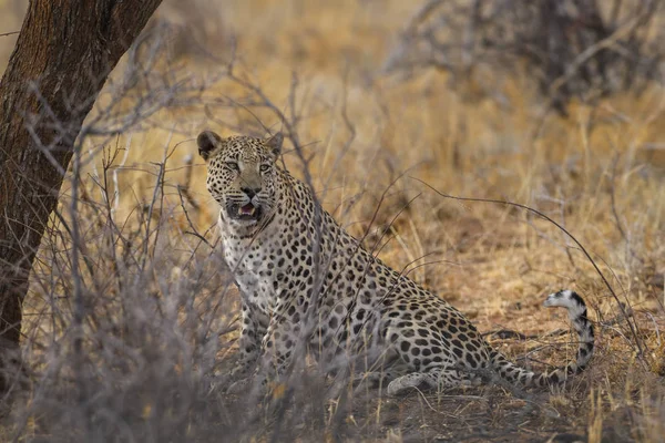 Leopardo Panthera Pardus Hermoso Carnívoro Icónico Arbustos Africanos Sabanas Bosques —  Fotos de Stock