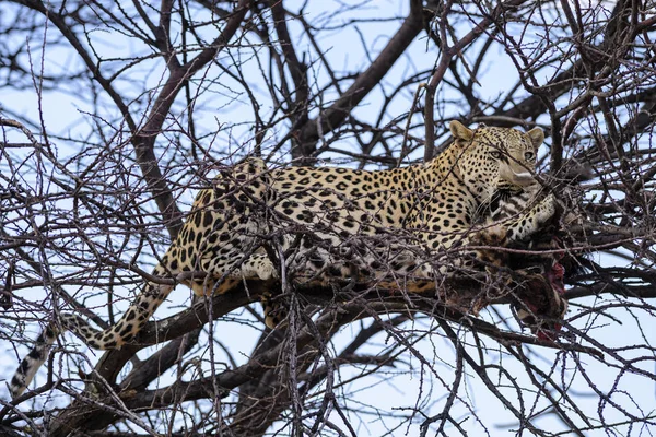 Leopard Panthera Pardus Wunderschönes Ikonisches Raubtier Aus Afrikanischen Büschen Savannen — Stockfoto